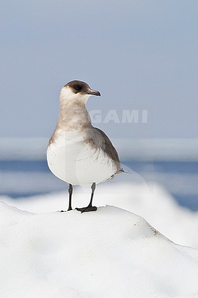Parasitic Jaeger (Stercorarius parasiticus) perched on the ice in Churchill, Manitoba, Canada. stock-image by Agami/Glenn Bartley,