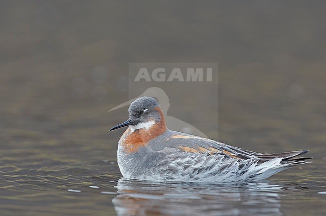 Red-necked Phalarope female (Phalaropus lobatus) Iceland June 2019 stock-image by Agami/Markus Varesvuo,
