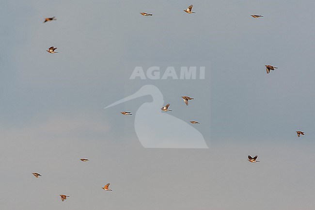 Migrating Fieldfare (Turdus pilaris) in the Netherlands. Huge flock of Fieldfares flying along the coast. stock-image by Agami/Marc Guyt,