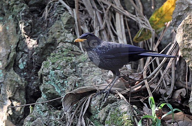 Blue Whistling Thrush (Myophonus caeruleus eugenei), perched at Doi Ang Kang, Thailand stock-image by Agami/Helge Sorensen,