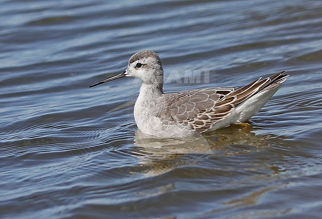 First-winter Wilson's Phalarope (Steganopus tricolor) swimming on a lake in Canada. stock-image by Agami/Nils van Duivendijk,
