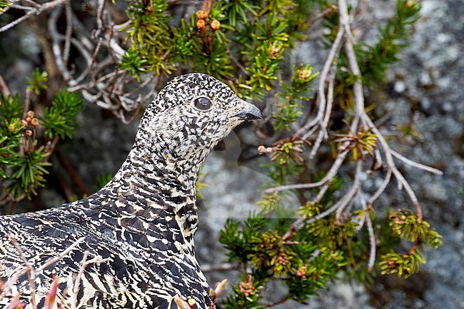 A close-up of a female White-tailed Ptarmigan feeding on little green leaves next to a rock in her high alpine habitat. Photo taken on top of Flat Iron Peak near the Coquihalla Summit Area in British Colombia, Canada. stock-image by Agami/Jacob Garvelink,