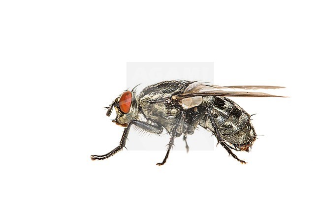 Sarcophagidae indet stock-image by Agami/Wil Leurs,