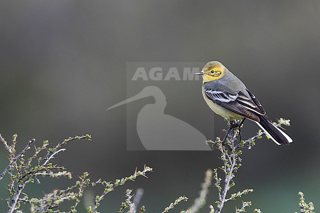 Citrine Wagtail - Zitronenstelze - Motacilla citreola ssp. calcarata, Kyrgyzstan, adult female stock-image by Agami/Ralph Martin,
