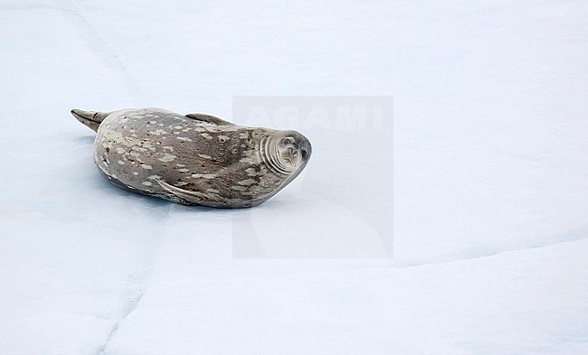 Weddell seal (Leptonychotes weddellii) in Antarctica. Lying on ice shelf. stock-image by Agami/Dani Lopez-Velasco,