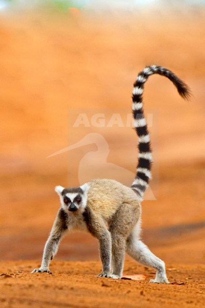 Ringstaartmaki, Ring-tailed Lemur stock-image by Agami/Dubi Shapiro,