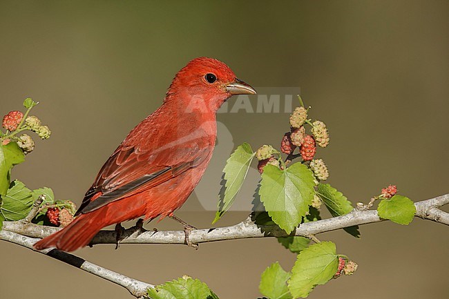 Adult male Summer Tanager (Piranga rubra)  perched on a branch in Galveston County, Texas, United States, during spring migration. stock-image by Agami/Brian E Small,