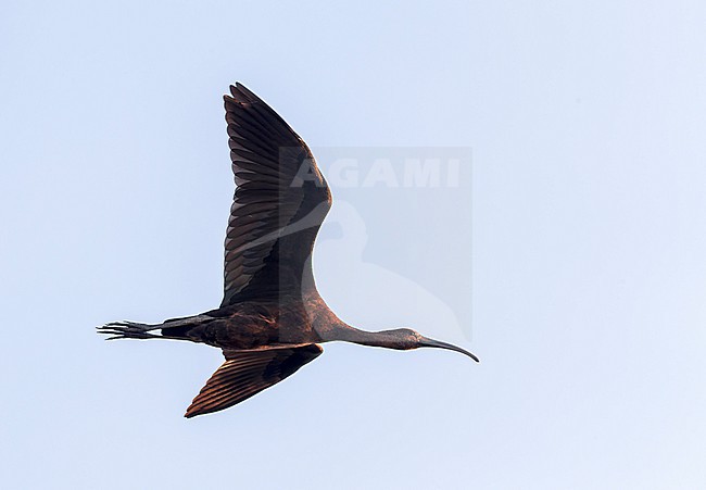 Glossy Ibis (Plegadis falcinellus) in flight at their roosting site in the Ebro delta in Spain. At dusk when they fly to going to sleep. stock-image by Agami/Marc Guyt,