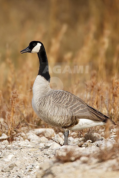 Adult 
Kendall Co., TX
January 2009 stock-image by Agami/Brian E Small,
