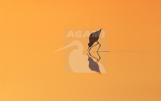 Black-winged Stilt, Himantopus leucocephalus stock-image by Agami/Georgina Steytler,
