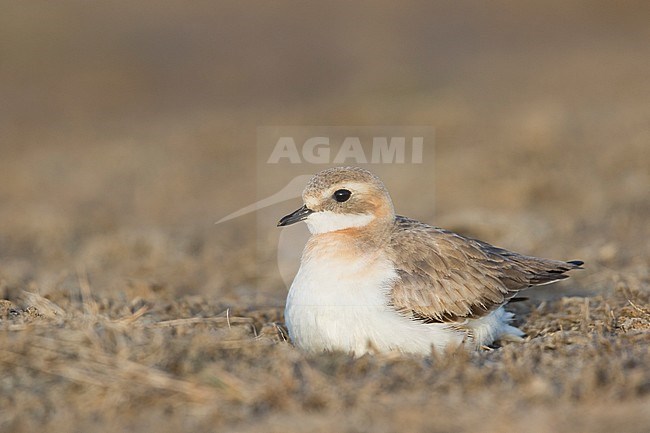 Lesser Sand Plover - Mongolenregenpfeifer - Charadrius mongolus ssp. pamirensis, Kyrgyzstan, adult female stock-image by Agami/Ralph Martin,
