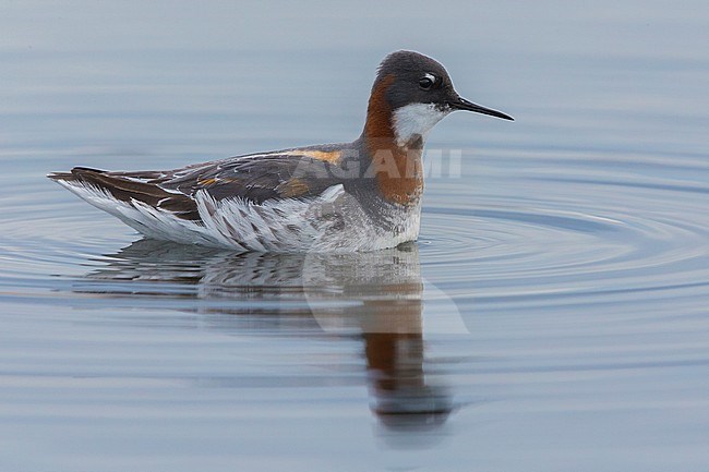 Red-necked Phalarope (Phalaropus lobatus), adult swimming in a pond, Båtsfjord, Finnmark, Norway stock-image by Agami/Saverio Gatto,
