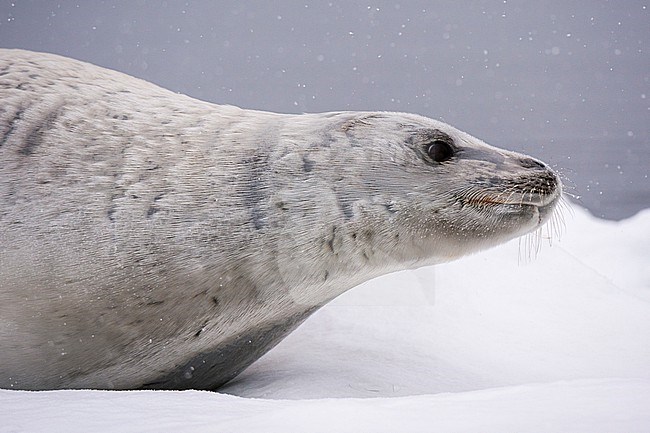 A crabeater seal, Lobodon carcinophaga, resting on the ice, Wilhelmina Bay, Antarctica. Antarctica. stock-image by Agami/Sergio Pitamitz,