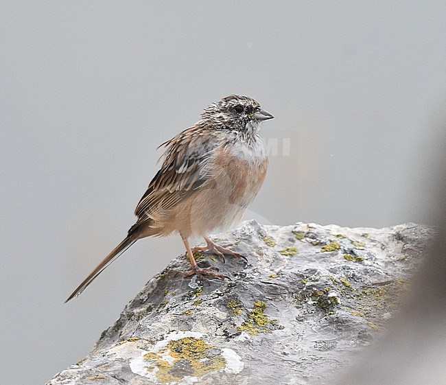 Worn adult Rock Bunting (Emberiza cia) during late summer or early autumn in Spain. stock-image by Agami/Laurens Steijn,