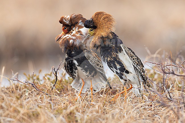 Ruff (Calidris pugnax), adult males displaying, Finnmark, Norway stock-image by Agami/Saverio Gatto,