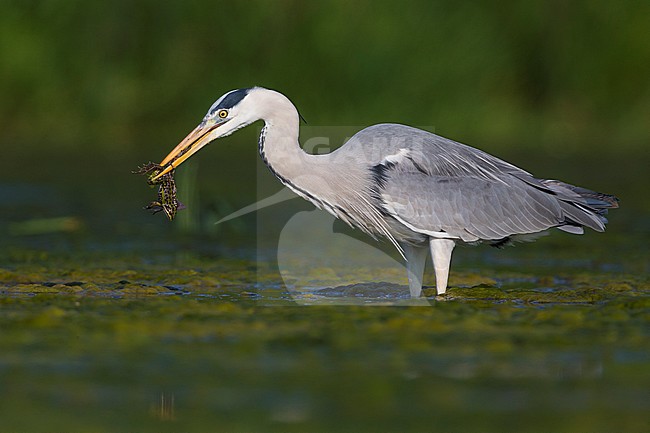 Grey Heron (Ardea cinerea), adult with a caught frog stock-image by Agami/Saverio Gatto,