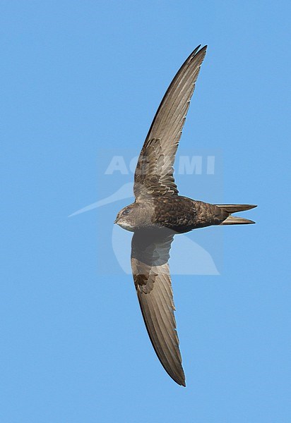 Common Swift (Apus apus) flying against a blue sky showing underside and wings fully spread stock-image by Agami/Ran Schols,