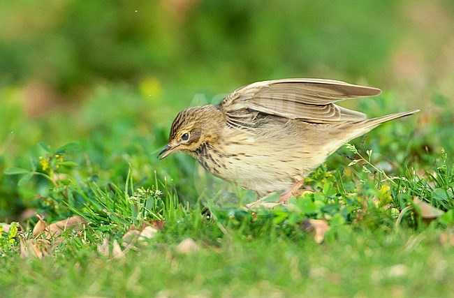 Adult Tree Pipit (Anthus trivialis) during spring migration in Eilat, Israel. stock-image by Agami/Marc Guyt,