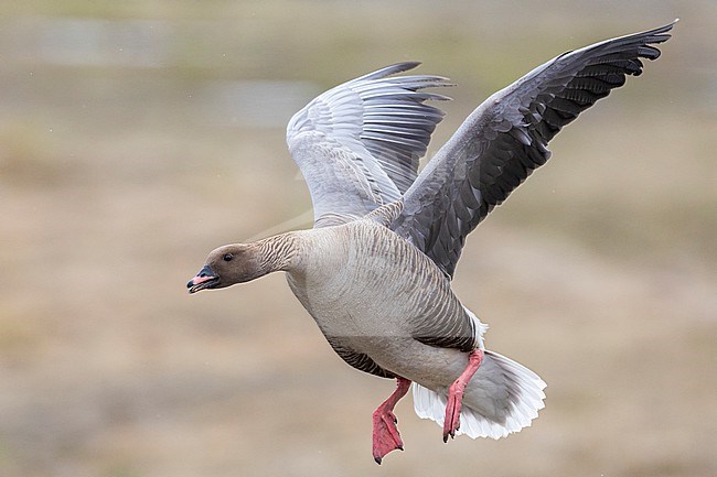 Pink-footed Goose (Anser brachyrhynchus), adult male in flight, Northwestern Region, Iceland stock-image by Agami/Saverio Gatto,