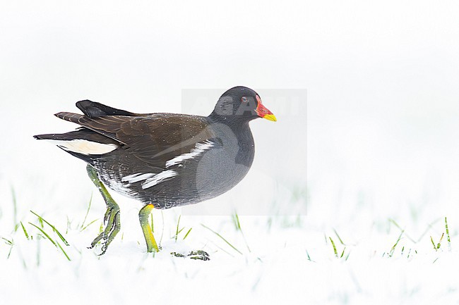 Waterhoen, Common Moorhen, Gallinula chloropus stock-image by Agami/Menno van Duijn,