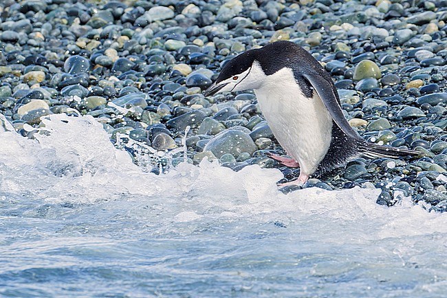 Chinstrap Penguin (Pygoscelis antarcticus) perched on a rocky beach on South Georgia Island. stock-image by Agami/Glenn Bartley,