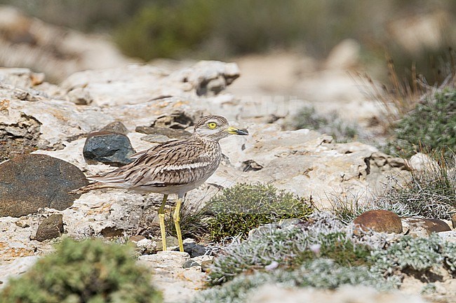 Eurasian Stone-Curlew - Triel - Burhinus oedicnemus ssp. saharae, Cyprus, adult stock-image by Agami/Ralph Martin,