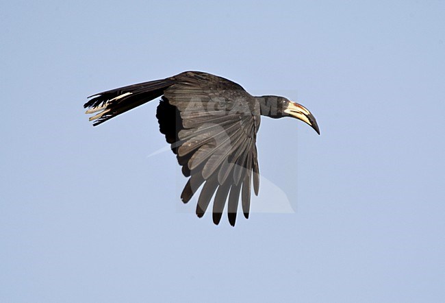 West African pied hornbill (Lophoceros semifasciatus) in flight in The Gambia. stock-image by Agami/Marc Guyt,