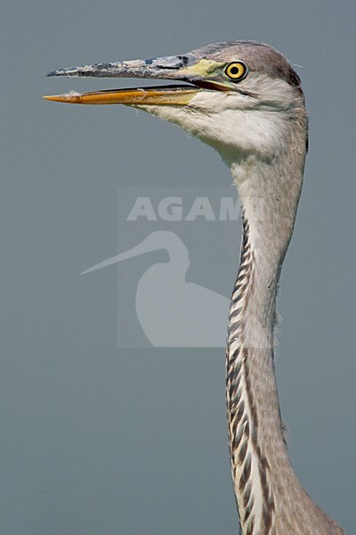 Blauwe Reiger close-up; Grey Heron close-up stock-image by Agami/Daniele Occhiato,
