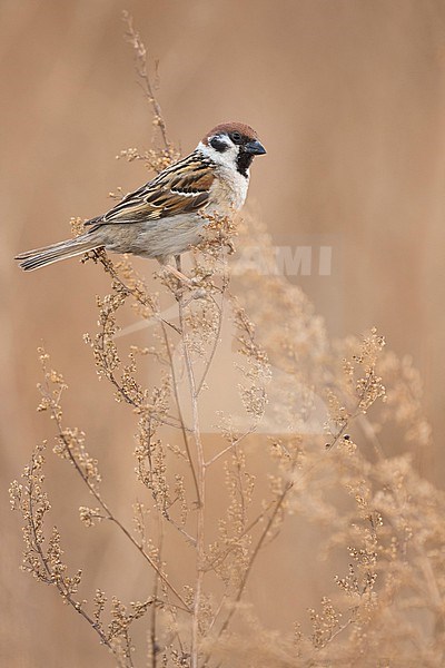 Eurasian Tree Sparrow - Feldsperling - Passer montanus, adult, Russia (Baikal), adult stock-image by Agami/Ralph Martin,