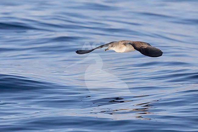 Cape Verde shearwater (Calonectris edwardsii), flying over the sea, with the sea as background, in Cape Verde. stock-image by Agami/Sylvain Reyt,