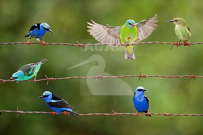 Vijf Blauwe Suikervogels op prikkeldraad, Five Red-legged Honeycreepers on barbed-wire stock-image by Agami/Bence Mate,