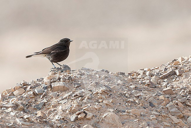 Vagrant Basalt Wheatear (Oenanthe lugens warriae) in Negev Desert, Israel. stock-image by Agami/Marc Guyt,