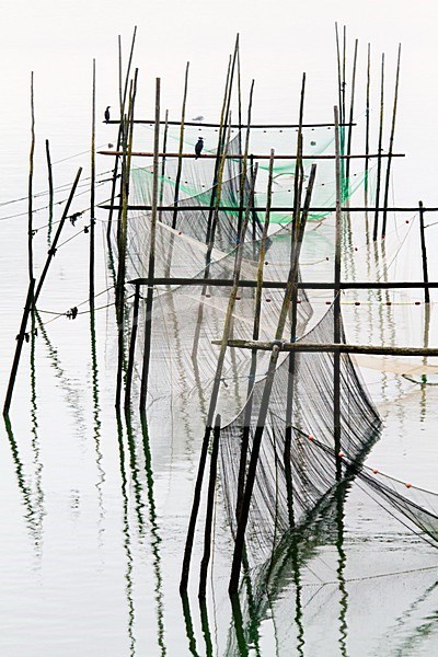Aalscholver op visnetten; Greater Cormorant on fishing nets stock-image by Agami/Menno van Duijn,