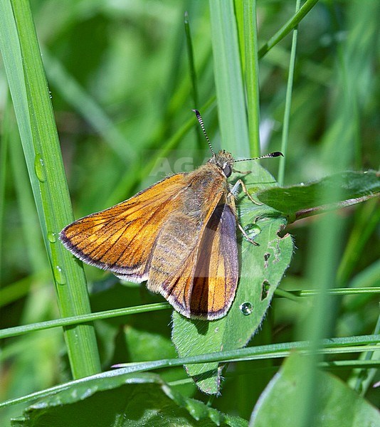 Large Skipper, Ochlodes sylvanus, female stock-image by Agami/Dick Forsman,