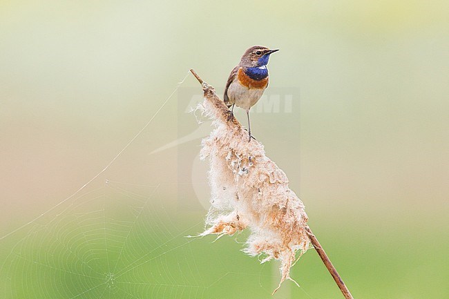 Blauwborst op uitgebloeide lisdodde; Bluethroat in the reed stock-image by Agami/Menno van Duijn,