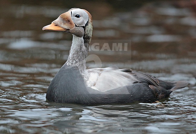 Spectacled Eider (Somateria fischeri), second winter male, swimming in captivity, seen from the side. stock-image by Agami/Fred Visscher,