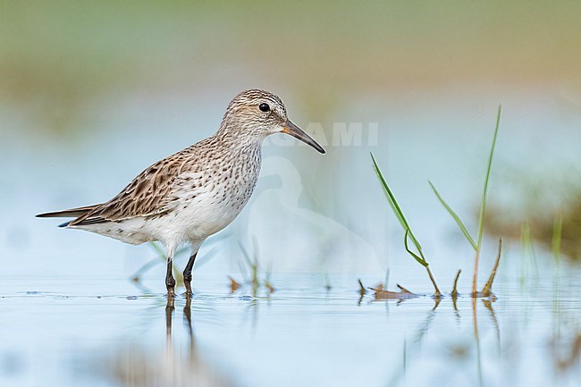 Adult breeding
Galveston Co., TX
May 2023 stock-image by Agami/Brian E Small,