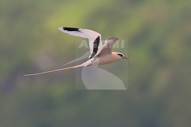Verdwaalde Witstaartkeerkringvogel op de Azoren; Vagrant White-tailed Tropicbird on the Azores stock-image by Agami/Daniele Occhiato,