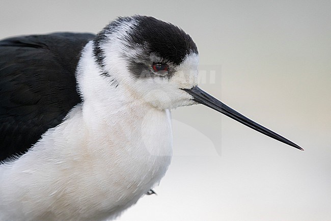 Black-winged Stilt (Himantopus himantopus),adult close-up, Campania, Italy stock-image by Agami/Saverio Gatto,