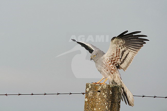 Adult male Montagu's Harrier (Circus pygargus) just landed on a roadside pole in the Extremadura in central Spain. stock-image by Agami/Helge Sorensen,