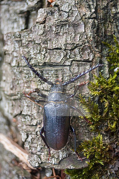 Prionus coriarius - Sawyer - Sägebock, Germany, imago, male stock-image by Agami/Ralph Martin,
