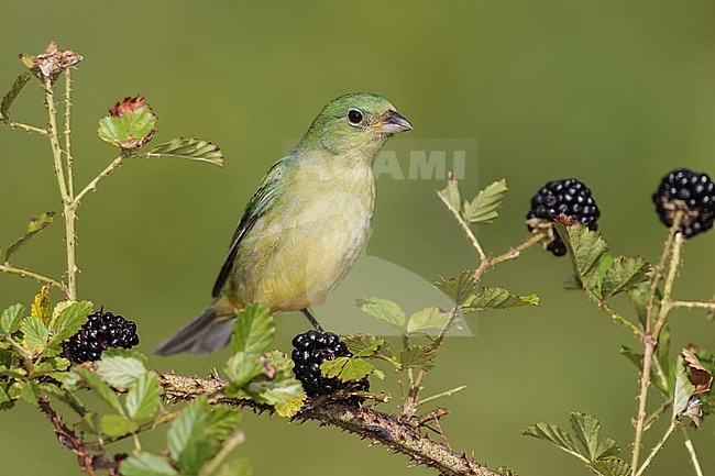 Adult female
Galveston Co., TX
April 2012 stock-image by Agami/Brian E Small,