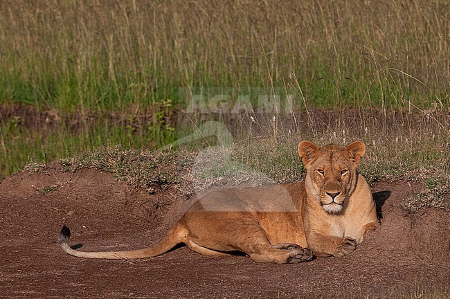 Portrait of a lioness, Panthera leo, resting. Masai Mara National Reserve, Kenya. stock-image by Agami/Sergio Pitamitz,