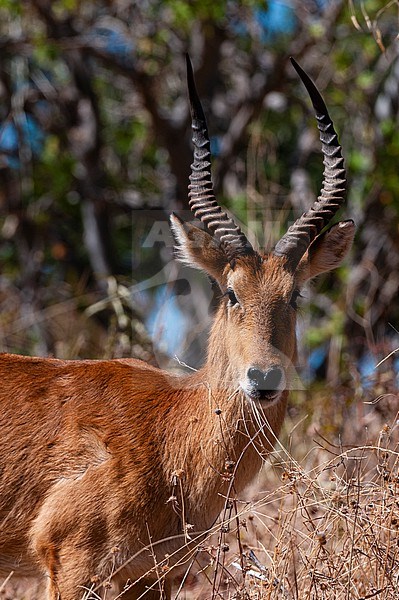 Portrait of a puku antelope, Kobus vardonii. Chobe National Park, Kasane, Botswana. stock-image by Agami/Sergio Pitamitz,