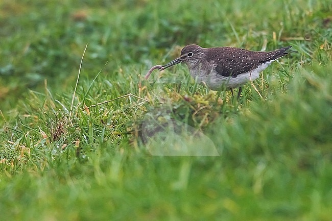 Juvenile Solitary Sandpiper sitting on the grass of the Mountain Reservoir, Corvo. October 8, 2018. stock-image by Agami/Vincent Legrand,
