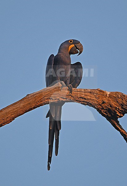 Hyacinth Macaw (Anodorhynchus hyacinthinus) at the Pantanal, Brazil stock-image by Agami/Eduard Sangster,