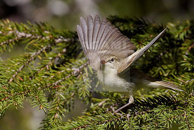 Grauwe Fitis op takje, Greenish Warbler on a branch stock-image by Agami/Markus Varesvuo,