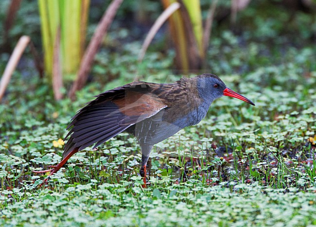 BogotÃ¡waterral in moerasgebied; Bogota Rail in wetland habitat stock-image by Agami/Marc Guyt,