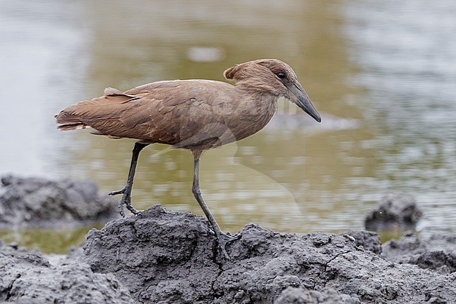 Hamerkop (Scopus umbretta), side view of an individual walking on the mud, Mpumalanga, South Africa stock-image by Agami/Saverio Gatto,