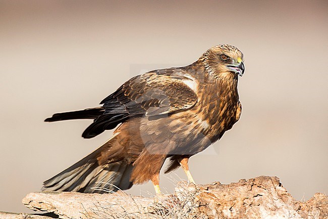 Female Western Marsh Harrier (Circus aeruginosus) standing on the ground near Toledo in Spain. Calling softly for her mate. stock-image by Agami/Oscar Díez,